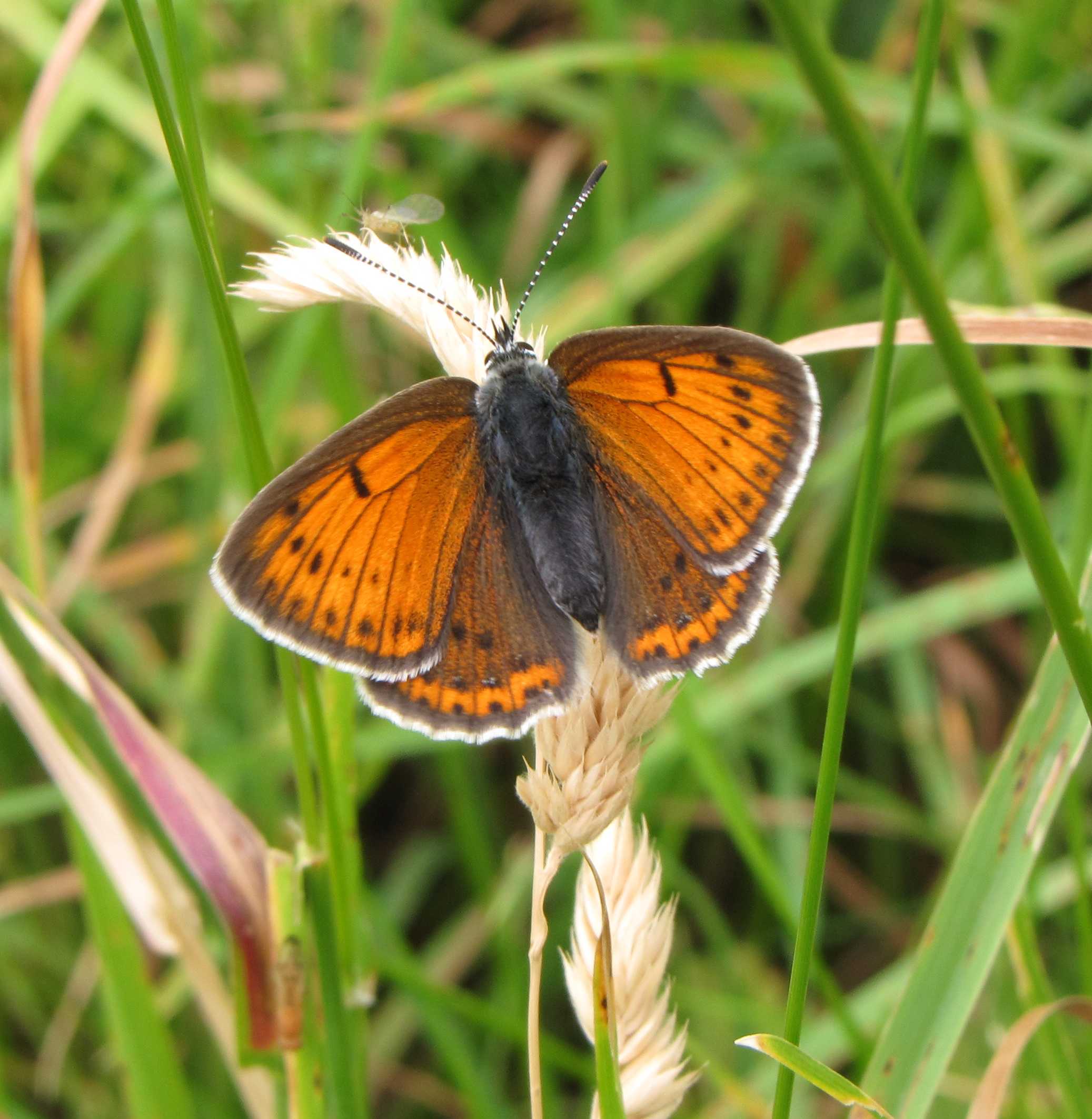 Lycaena